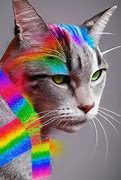 Image result for Nyan Cat IRL