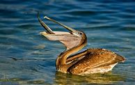 Image result for Pelican Eating Fish Clothes Pins Craft for Kids