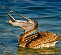 Image result for Brown Pelican Eating