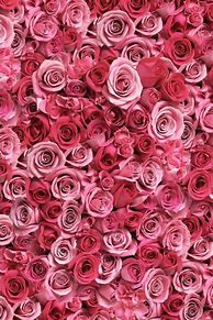 Image result for Pink Rose Phone Wallpaper