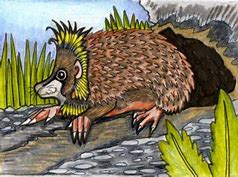 Image result for Speculative Evolution Hedgehog