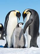 Image result for Emperor Penguin Side View