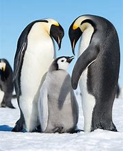 Image result for Male Emperor Penguin