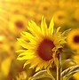 Image result for HTML Colour of Yellow