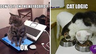 Image result for Cat Logic Funny Memes