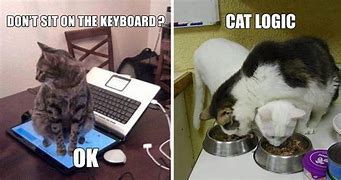 Image result for Cat Meme Inappropriate Logic