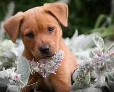 Image result for Cute Photos for Background