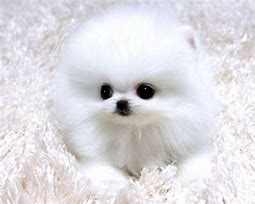 Image result for Little Teacup Pomeranian