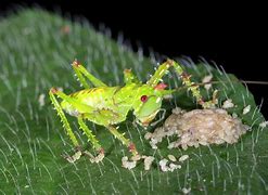 Image result for Baby Katydid