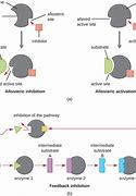 Image result for Allosteric Activation and Inhibition