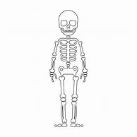 Image result for Skeleton Draw