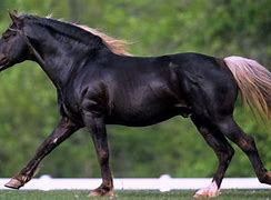 Image result for Rocky Mountain Saddle Horse