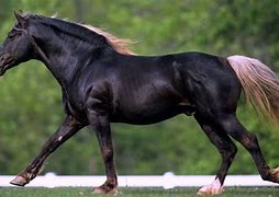Image result for Horse Haven Rocky Mountain