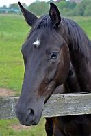 Image result for Horse Head Side View