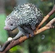 Image result for Porcupine Animal Tail