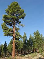 Image result for Pinus flexilis Ojibwa