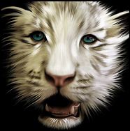 Image result for White Tiger Poster