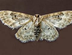 Image result for Moth Proboscis