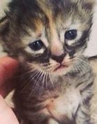 Image result for Super Sad Cat