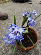 Image result for Chionodoxa forbesii Blue Giant