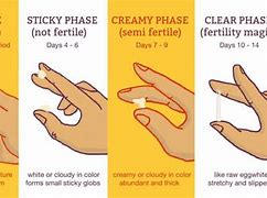 Image result for Ovulation Mucus