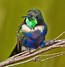 Image result for Augastes Trochilidae