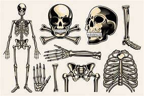 Image result for Skeleton Graphic Design