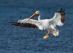 Image result for Pelican Hat