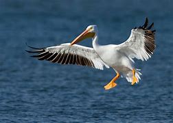 Image result for Pelican Sunset