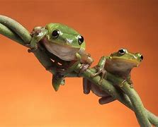 Image result for Free Frog Wallpaper