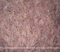 Image result for Ipon Fish