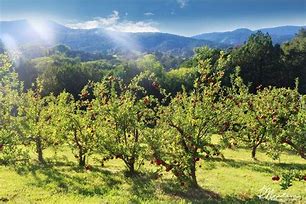 Image result for Largest Apple Orchard