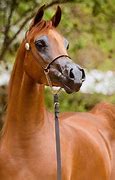 Image result for Arabian Horse Pictures