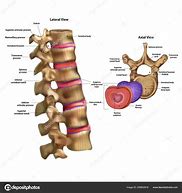 Image result for intervertebrao