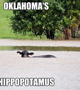 Image result for oklahoma cats memes variation