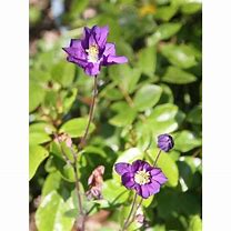 Image result for Aquilegia vulgaris Clementine Blue