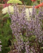Image result for Nepeta nuda Accent