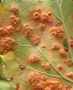 Image result for Orange Spots On Apple Leaves