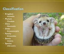 Image result for Hedgehog Ancestors