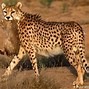 Image result for Cheetah Gifts