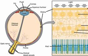 Image result for Perceptual Cells