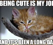 Image result for Adorable Cat Memes