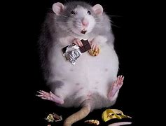 Image result for Funny Rat Images
