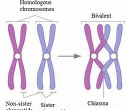 Image result for Bivalent in Meiosis