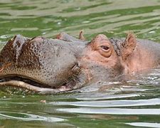 Image result for Detroit Zoo Hippo