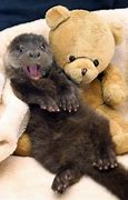 Image result for Happy Cute Otter