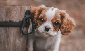 Image result for 1920X1080 Preppy Puppy Wallpaper