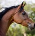 Image result for Arabian Horse Images