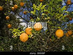 Image result for Special Hybrid Oranges