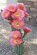 Image result for Desert Cactus Flowers